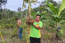 Waktu pemupukan yang tepat bagi. Berkebun Di Rumah Dengan Tanaman Porang Ini Tahapan Menanamnya Gaya Tempo Co