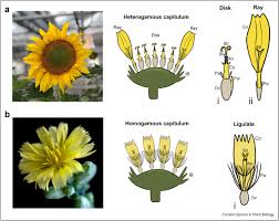 Image result for Asteraceae