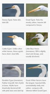 White bird with black tipped wings. Which White Bird Is That Is It An Egret Or A Heron Or Rising Tide Explorers