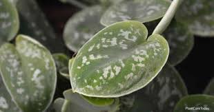 It's as if someone dipped a paintbrush in our plants include detailed care instructions as well as our houseplant best practices guide, with information on how to repot, seasonal care and more! Scindapsus Pictus Care How To Grow Satin Pothos Plants