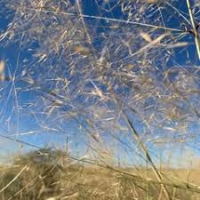 Image result for Aristida stenostachya