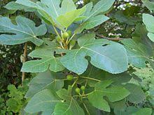 A fig tree can be grown in a large pot. Common Fig Wikipedia