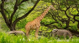 Largest Zoos In The World Travel Trivia Animal Conservation Importance Of Wildlife Conservation Animals