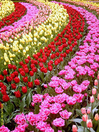 Keukenhof Holland Flores Exoticas Jardines Bonitos Flores Bonitas