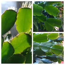 1280 x 720 jpeg 139 кб. Rhipsalidopsis Schlumbergera Bridgesii And Schlumbergera Truncata Otherwise Known As Easter Christmas And Thanksgiving Cactus Houseplants