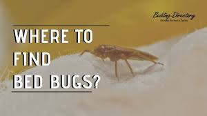 Use a recycler on state contract. How To Get Rid Of Bed Bugs In A Mattress Bedding Directory