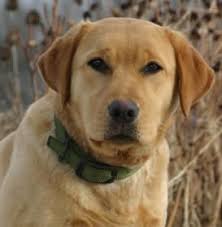 Sadie the yellow labrador retriever at 14 1/2 years old— when sadie started to age her face and muzzle turned from yellow to white. Labrador Retriever Puppies For Sale Chocolate Labs For Sale Yellow Labrador Puppies Black Labrador Puppies Labrador Retriever Breeder Fox Red Labrador Puppies For Sale