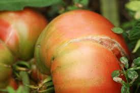We did not find results for: Why Do Tomatoes Split And Crack Overcoming And Preventing It Dengarden