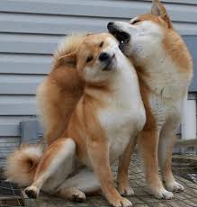 om nom i love you om nom akita inu siba inu milye shenki