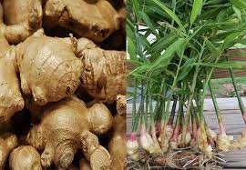 2,685 likes · 1 talking about this. Meaning Of Adrak In English How Does Ginger Look Like