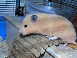 Both males and females of this fancy hamster breed have long hair, but it is the fluffy coat of the female that truly describes their namesake. Syrian Hamster Variations Wikiwand