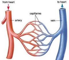 Drawing of a body showing blood vessels. What Are The Three Main Types Of Blood Vessels In The Body As1