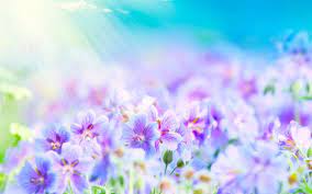 Poets and people in love are hit hard with their divine beauty. Summer Flower Beautiful Blue And Purple Flowers Beautiful Flowers And Plants Wallpapers Hd Wallpaper Download For Ipad And Iphone Wide Hinh áº£nh Hoa Ä'áº¹p Hoa