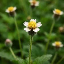 Image result for Tridax procumbens