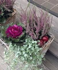 Zierkohl Und Heide Zusammen Gepflanzt Zierkohl Blumen Im Blumentopf Pflanzen
