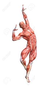 Muscle anatomy poster shows over 80 labeled muscles of the human body including cross sections of the elbow, shoulder and knee joints. 3d Rendering Of A Male Anatomy Figure With Muscles Map Isolated Stock Photo Picture And Royalty Free Image Image 104523746