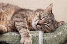 If normal liver function falls below 20%, the disease becomes terminal. Acute Liver Failure In Cats Symptoms Causes Diagnosis Treatment Recovery Management Cost