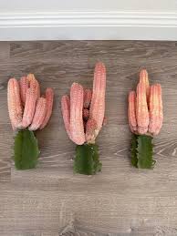 Image result for Stolzia kalkhof-roseae