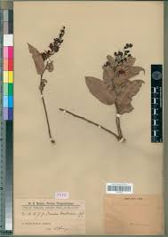 Image result for Campylospermum hiernii