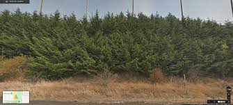 Check spelling or type a new query. Leyland Cypress Alternatives Leyland Cypress Vs Arborvitae Hedge