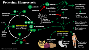Image result for Transtubular Potassium Gradient
