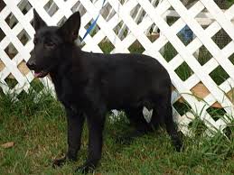 Learn more about german shepherd rescue of ny, inc. Newburgh Ny German Shepherd Dog Meet Frauline A Pet For Adoption