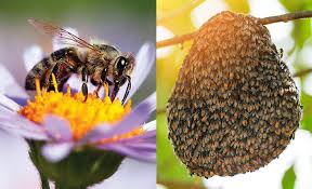 Certain species of wasps like the mexican honey wasp make honey the same way that bees do. Pest Identification For Control Extermination And Removal Bees Asian Beetles Wasps Hornets Box Elder Bugs In Wisconsin The Bee Guy Wisconsin