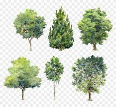 Millions of high quality free png images, psd, ai and eps files are available. Free Png Download Watercolor Trees For Photoshop Png Architecture Trees Elevation Png Clipart 1079908 Pikpng