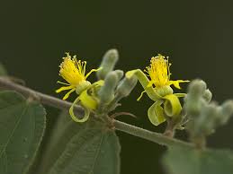 Image result for Grewia flavescens