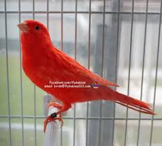 Fast Shipping Cherry Red Champion Singing Canary Canary Birds Canary Colorful Birds
