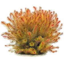 Image result for Rotala submersa