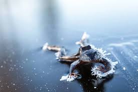 An Alaskan Wood Frog Frozen On Top Of A Frozen Lake During The Cold Winters This Species Of Frog Stops Breathing And Its Heart Stops Beating When Spr Fotograf