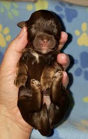 His mother is bebo's baby blue, and his dad is honor little red corvette, aka hot rod. Rocky Paw Patrol Litter Chocolate Havanese Male Austin Havanese Puppies In Texas Havanese Puppies Puppies My Animal