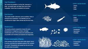 Marine Food Chain