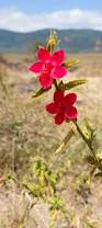 Image result for Hibiscus aponeurus