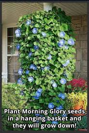 Flower Garden Garten Garden Growing Morning Glories How To Grow Morning Glory Flowers In February Y In 2020 Morning Glory Flowers Plants Container Gardening Flowers