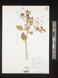 Image result for Maerua cafra