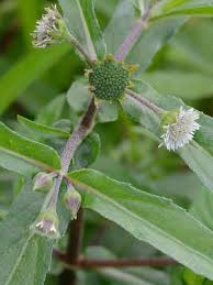 Image result for Eclipta