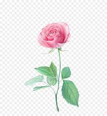 Farbige Bleistift Blumen Zeichnung Strand Rose Papier Rosen Png Herunterladen 700 974 Kostenlos Transparent Rosa Png Herunterladen Denken sie daran, wie es ist mehr dichten blueten aussieht. farbige bleistift blumen zeichnung
