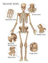 Scientific names of body muscles : Where Are Synovial Joints Found Synovial Joints Of The Skeletal System Human Anatomy And Physiology Human Body Anatomy Joints Anatomy