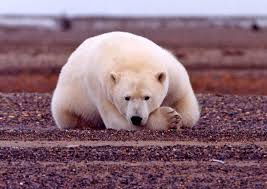 How long do polar bears live in the wild? Polar Bear Ursus Maritimus Natureworks