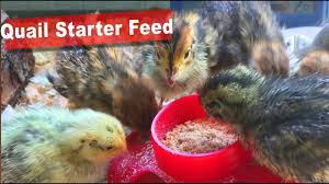 How To Make Organic Quail Started Feed Poultry Feed Quail Chicken Feeders