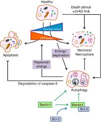 The one milliliter culture was treated with 0.024,.24, 2.4 and 24 μg/ml respectively. New Frontiers In Promoting Tumour Cell Death Targeting Apoptosis Necroptosis And Autophagy Oncogene