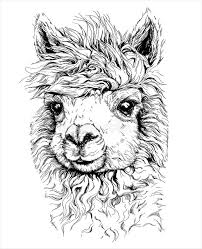 Black And White Drawing Images Of Animals Download Realistic Sketch Of Lama Alpaca Black And White Drawing Isolated On White Stock Vector Illustration Of Realistic Sketch Alpaca Drawing Animal Art