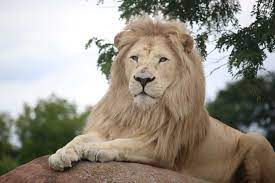 Discover the exotic exhibits from west lowland gorillas to polar bears and enjoy. Toronto Zoo Seeks Wayfinding Design Consultants Blooloop