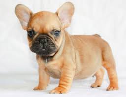 Seriously, it's actually a problem, the breed is especially prone to separation anxiety when left. Maritime Frenchies Request Information 10 Photos Pet Breeders West End Halifax Ns Phone Number Yelp