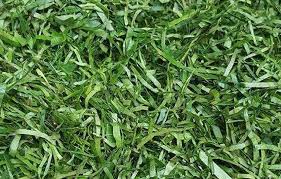 Image result for Gnetum africanum