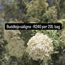 Image result for Buddleja saligna