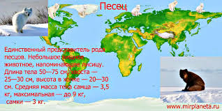 Musang kutub tidur sepanjang musim sejuk dengan menutup badannya dengan ekor. Rubah Hitam Dan Merah Common Fox Vulpes Vulpes Red Fox Eng