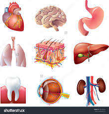 Here is a list of some other parts of the body that have not been included above. Stock Vector Human Body Parts Detailed Vector Set 134749994 Human Body